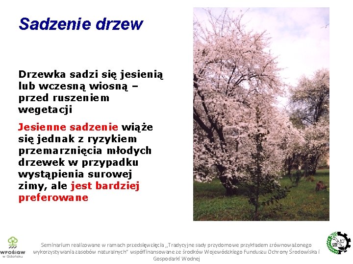 Sadzenie drzew Drzewka sadzi się jesienią lub wczesną wiosną – przed ruszeniem wegetacji Jesienne