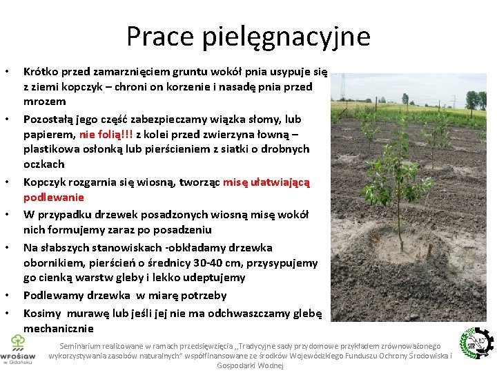 Prace pielęgnacyjne • • Krótko przed zamarznięciem gruntu wokół pnia usypuje się z ziemi