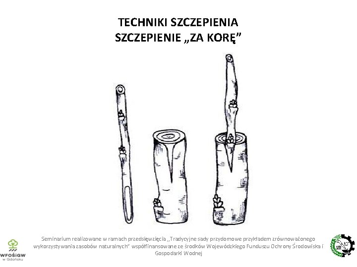 TECHNIKI SZCZEPIENIA SZCZEPIENIE „ZA KORĘ” Seminarium realizowane w ramach przedsięwzięcia , , Tradycyjne sady