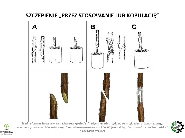 SZCZEPIENIE „PRZEZ STOSOWANIE LUB KOPULACJĘ” Seminarium realizowane w ramach przedsięwzięcia , , Tradycyjne sady