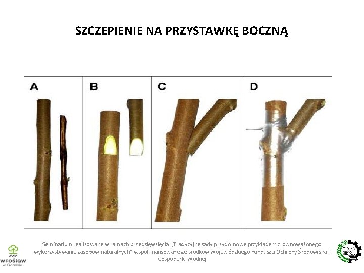 SZCZEPIENIE NA PRZYSTAWKĘ BOCZNĄ Seminarium realizowane w ramach przedsięwzięcia , , Tradycyjne sady przydomowe