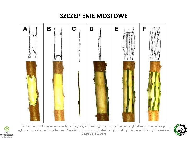 SZCZEPIENIE MOSTOWE Seminarium realizowane w ramach przedsięwzięcia , , Tradycyjne sady przydomowe przykładem zrównoważonego