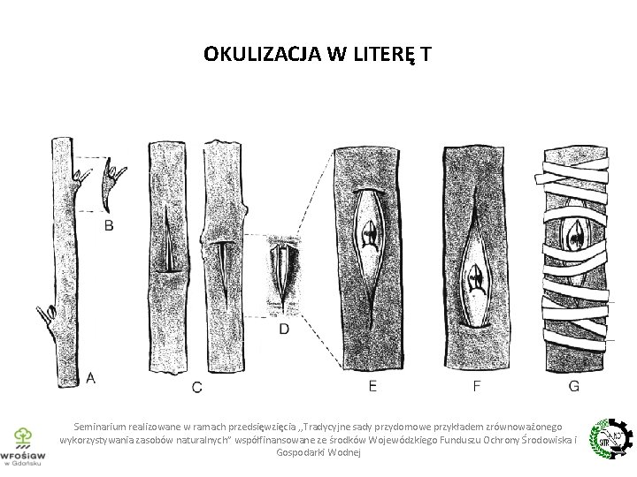 OKULIZACJA W LITERĘ T Seminarium realizowane w ramach przedsięwzięcia , , Tradycyjne sady przydomowe