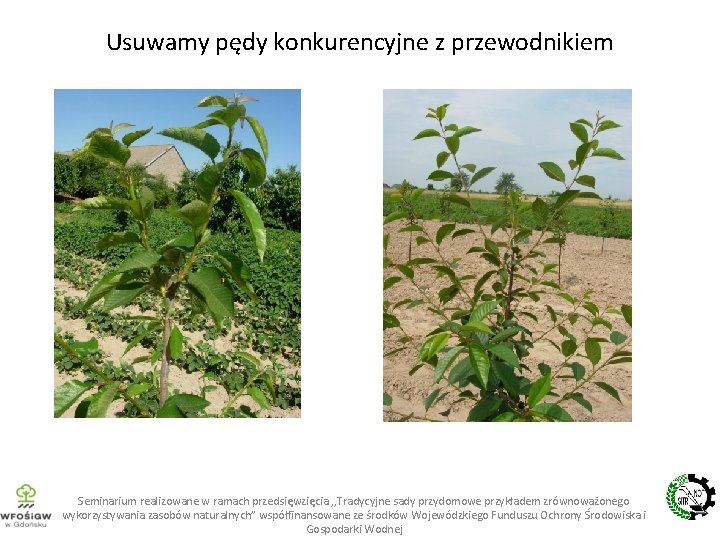 Usuwamy pędy konkurencyjne z przewodnikiem Seminarium realizowane w ramach przedsięwzięcia , , Tradycyjne sady