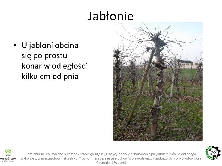 Jabłonie • U jabłoni obcina się po prostu konar w odległości kilku cm od