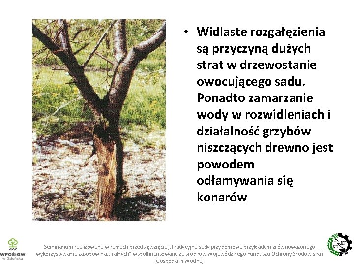  • Widlaste rozgałęzienia są przyczyną dużych strat w drzewostanie owocującego sadu. Ponadto zamarzanie