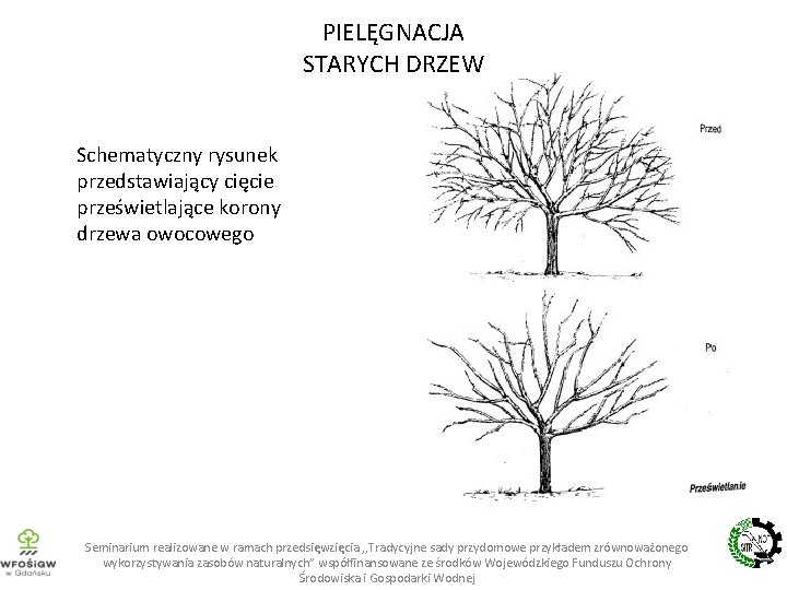 PIELĘGNACJA STARYCH DRZEW Schematyczny rysunek przedstawiający cięcie prześwietlające korony drzewa owocowego Seminarium realizowane w