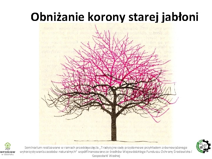 Obniżanie korony starej jabłoni Seminarium realizowane w ramach przedsięwzięcia , , Tradycyjne sady przydomowe