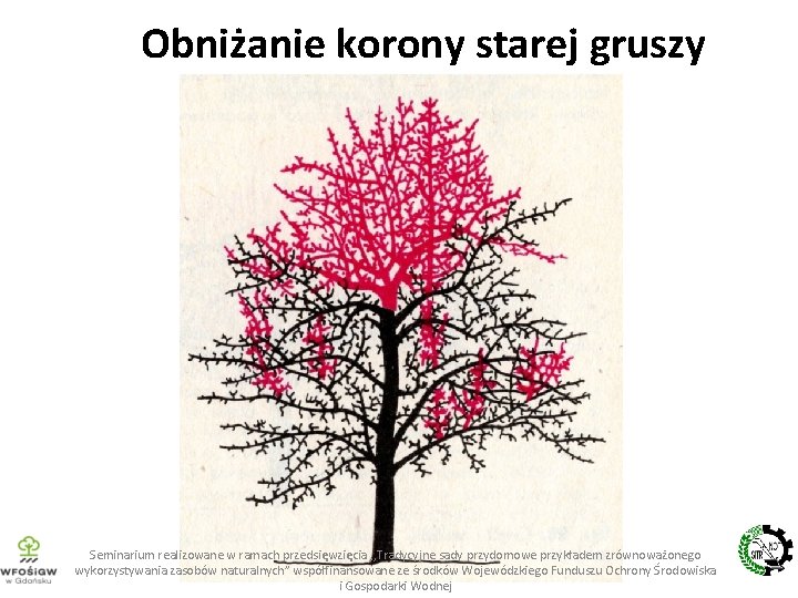 Obniżanie korony starej gruszy Seminarium realizowane w ramach przedsięwzięcia , , Tradycyjne sady przydomowe