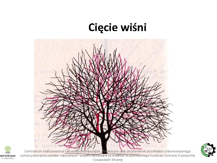 Cięcie wiśni Seminarium realizowane w ramach przedsięwzięcia , , Tradycyjne sady przydomowe przykładem zrównoważonego