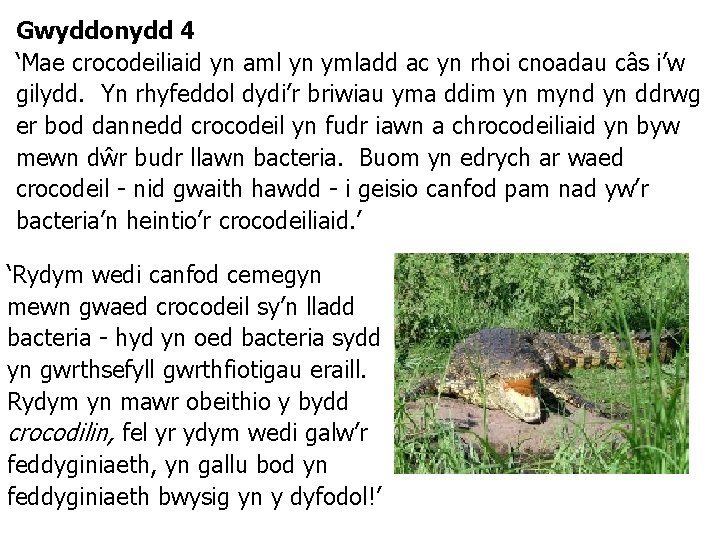 Gwyddonydd 4 ‘Mae crocodeiliaid yn aml yn ymladd ac yn rhoi cnoadau câs i’w