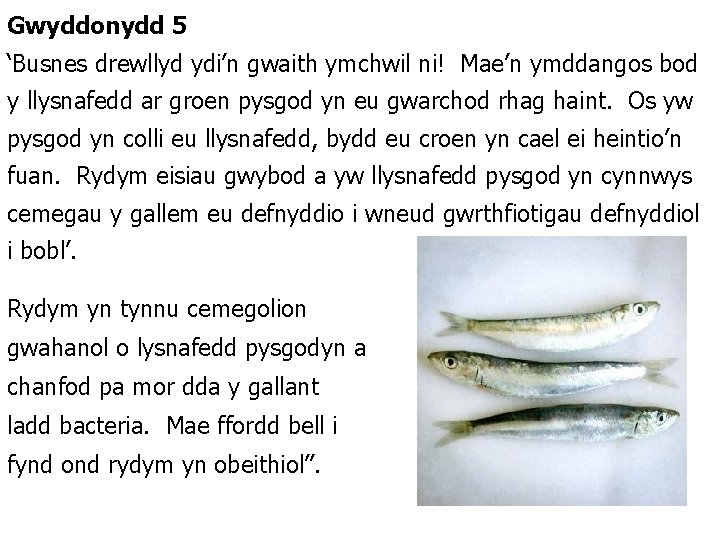 Gwyddonydd 5 ‘Busnes drewllyd ydi’n gwaith ymchwil ni! Mae’n ymddangos bod y llysnafedd ar