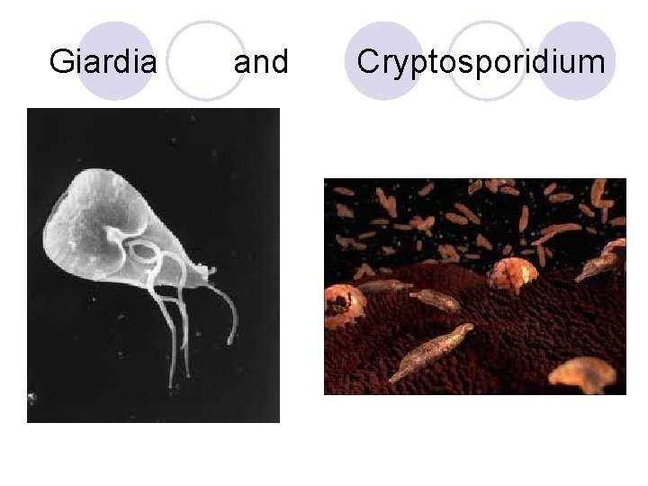 Giardia and Cryptosporidium 