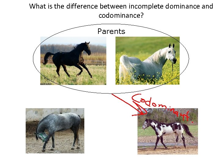 What is the difference between incomplete dominance and codominance? Parents 