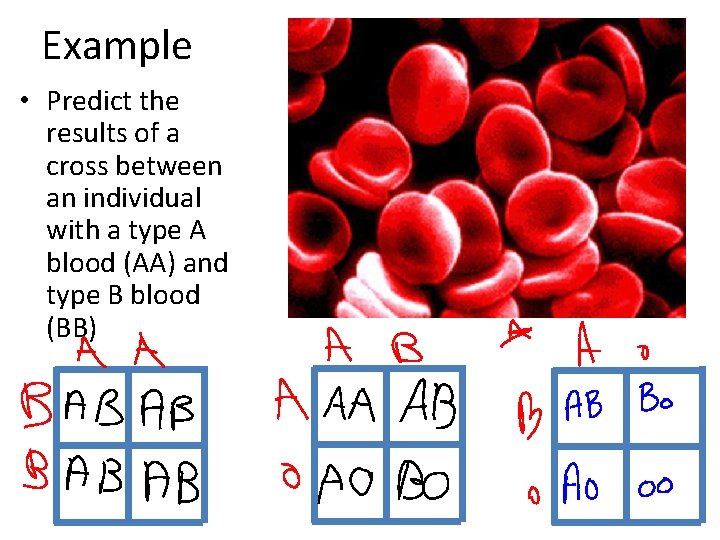 Example • Predict the results of a cross between an individual with a type