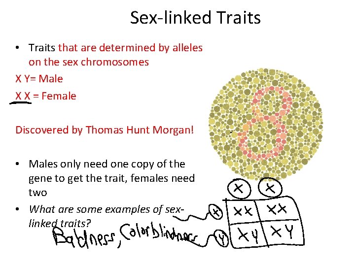 Sex-linked Traits • Traits that are determined by alleles on the sex chromosomes X