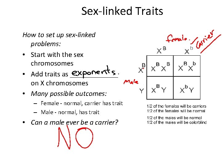 Sex-linked Traits How to set up sex-linked problems: • Start with the sex chromosomes