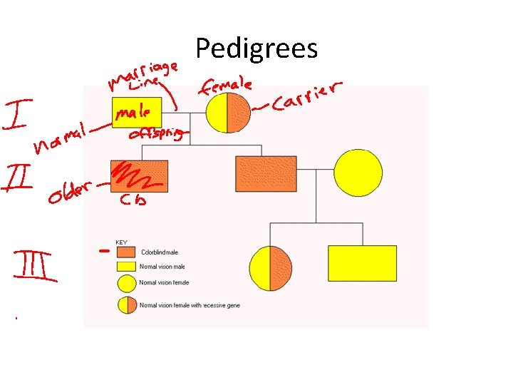 Pedigrees 