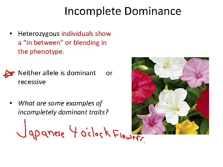 Incomplete Dominance • Heterozygous individuals show a “in between” or blending in the phenotype.