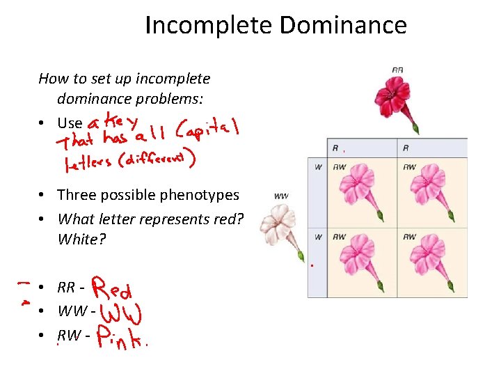 Incomplete Dominance How to set up incomplete dominance problems: • Use • Three possible