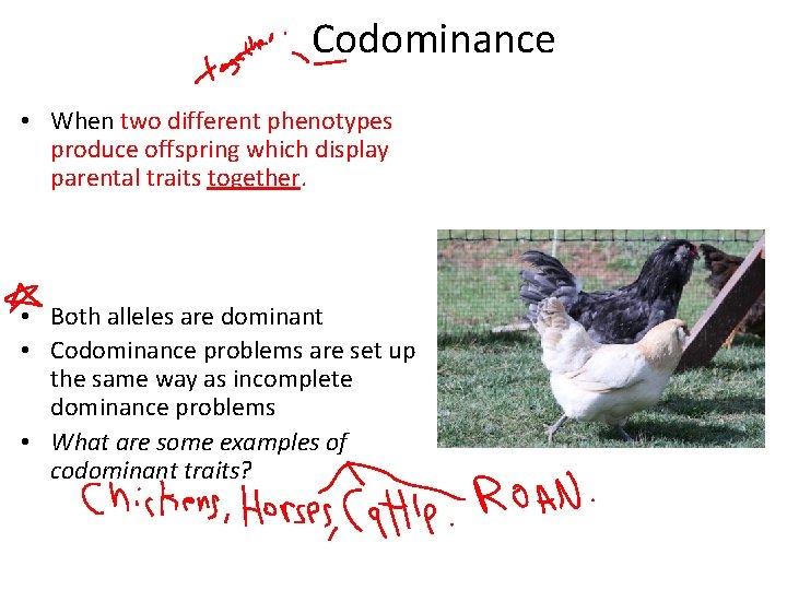 Codominance • When two different phenotypes produce offspring which display parental traits together. •