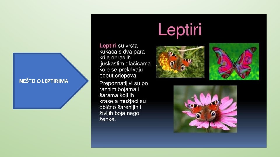 NEŠTO O LEPTIRIMA 