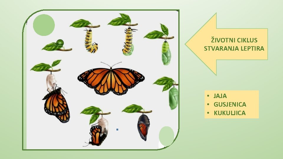 ŽIVOTNI CIKLUS STVARANJA LEPTIRA • JAJA • GUSJENICA • KUKULJICA 