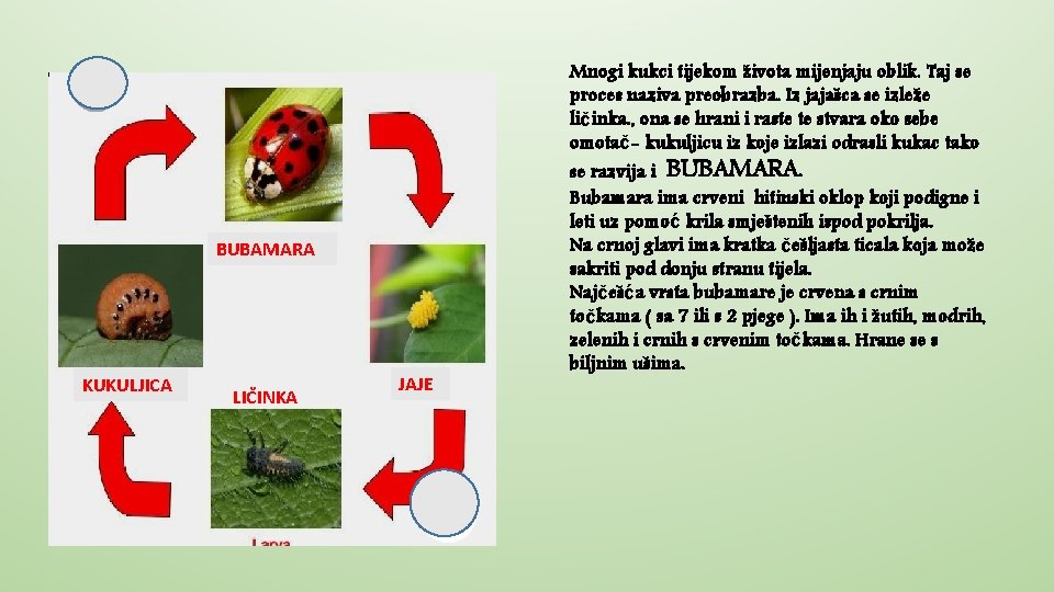 BUBAMARA KUKULJICA LIČINKA JAJE Mnogi kukci tijekom života mijenjaju oblik. Taj se proces naziva