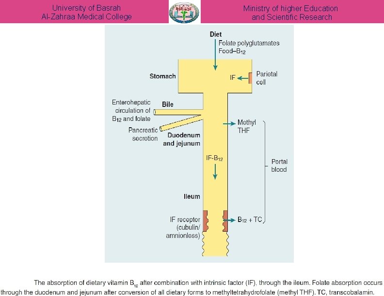 University of Basrah Al-Zahraa Medical College Ministry of higher Education and Scientific Research 