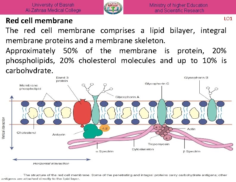 University of Basrah Al-Zahraa Medical College Ministry of higher Education and Scientific Research LO
