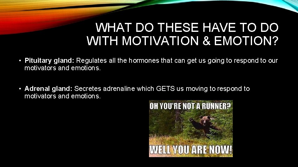 WHAT DO THESE HAVE TO DO WITH MOTIVATION & EMOTION? • Pituitary gland: Regulates