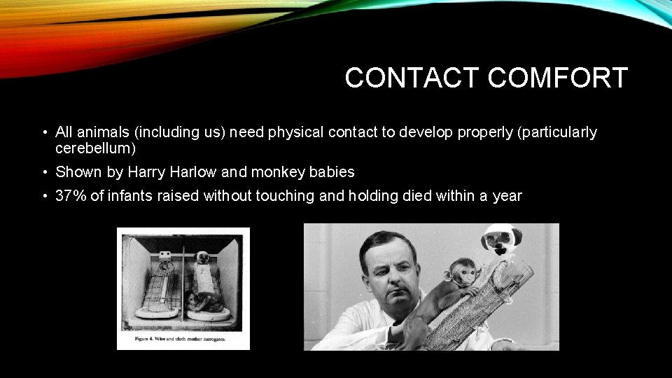 CONTACT COMFORT • All animals (including us) need physical contact to develop properly (particularly