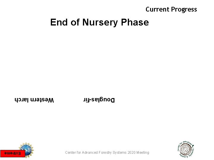 Current Progress End of Nursery Phase Douglas-fir Center for Advanced Forestry Systems 2020 Meeting