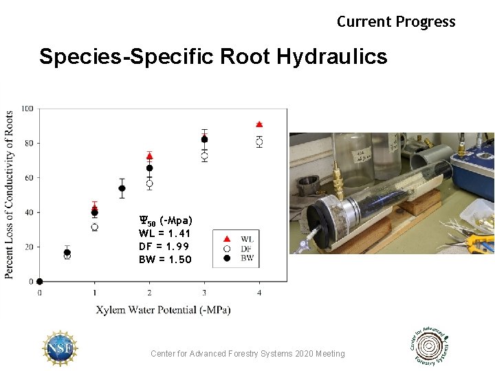 Current Progress Species-Specific Root Hydraulics Y 50 (-Mpa) WL = 1. 41 DF =