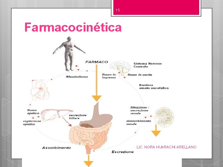 15 Farmacocinética LIC. NORA HUARACHI ARELLANO 