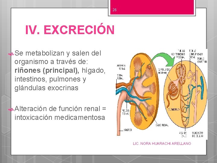 26 IV. EXCRECIÓN Se metabolizan y salen del organismo a través de: riñones (principal),