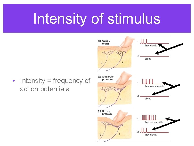 Intensity of stimulus • Intensity = frequency of action potentials 