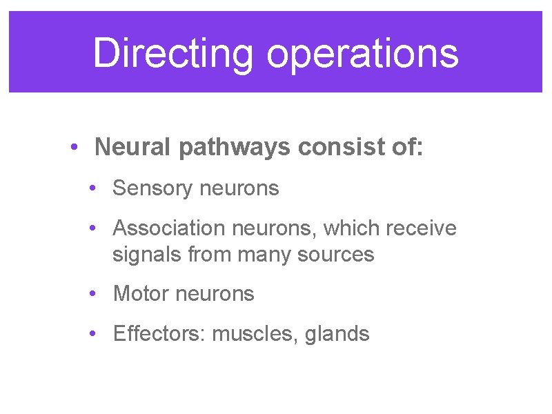 Directing operations • Neural pathways consist of: • Sensory neurons • Association neurons, which