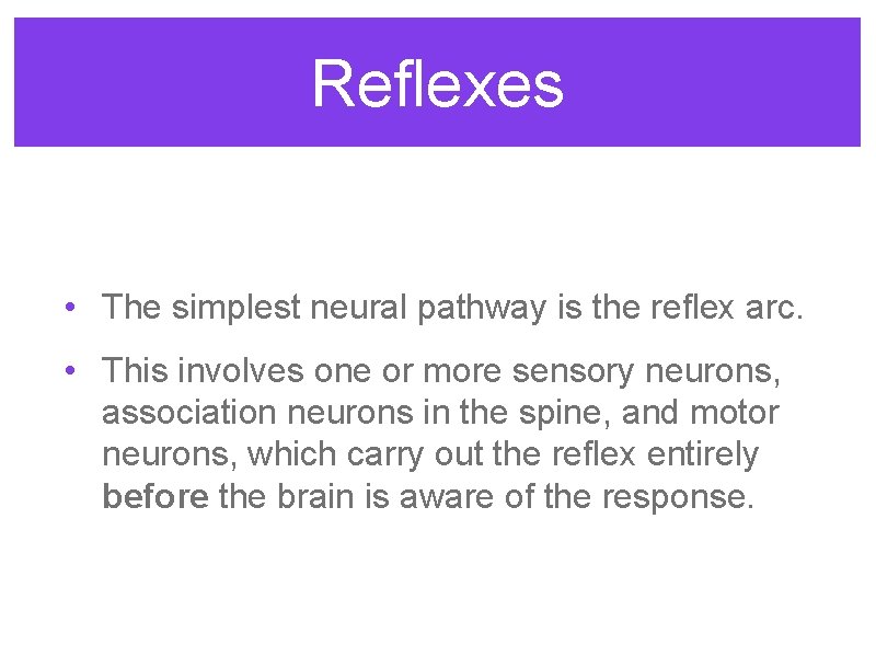 Reflexes • The simplest neural pathway is the reflex arc. • This involves one