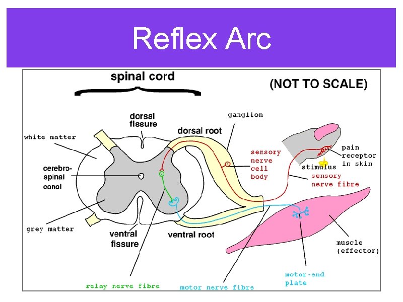 Reflex Arc 