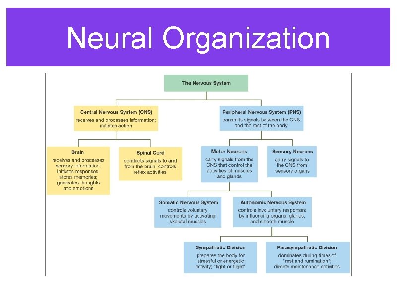 Neural Organization 