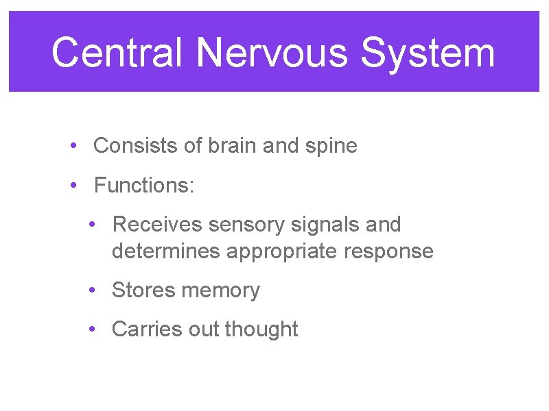 Central Nervous System • Consists of brain and spine • Functions: • Receives sensory