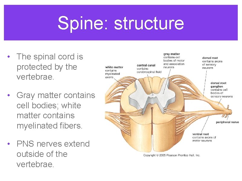 Spine: structure • The spinal cord is protected by the vertebrae. • Gray matter Spine: structure • The spinal cord is protected by the vertebrae. • Gray matter