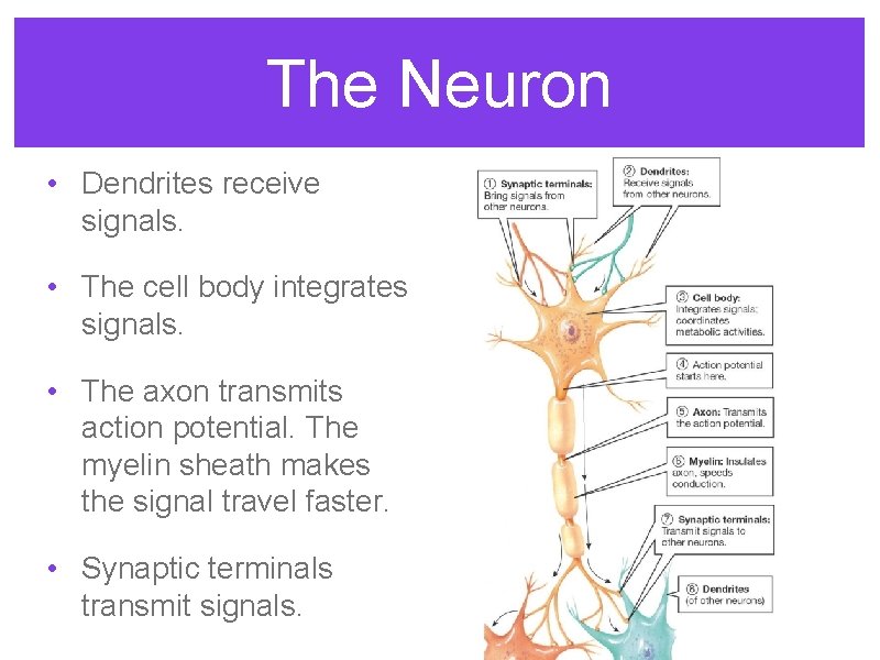 The Neuron • Dendrites receive signals. • The cell body integrates signals. • The