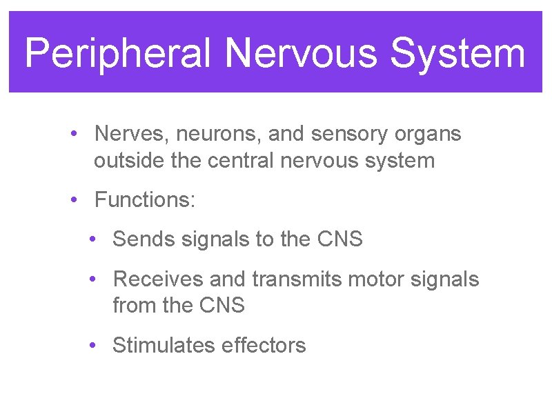 Peripheral Nervous System • Nerves, neurons, and sensory organs outside the central nervous system