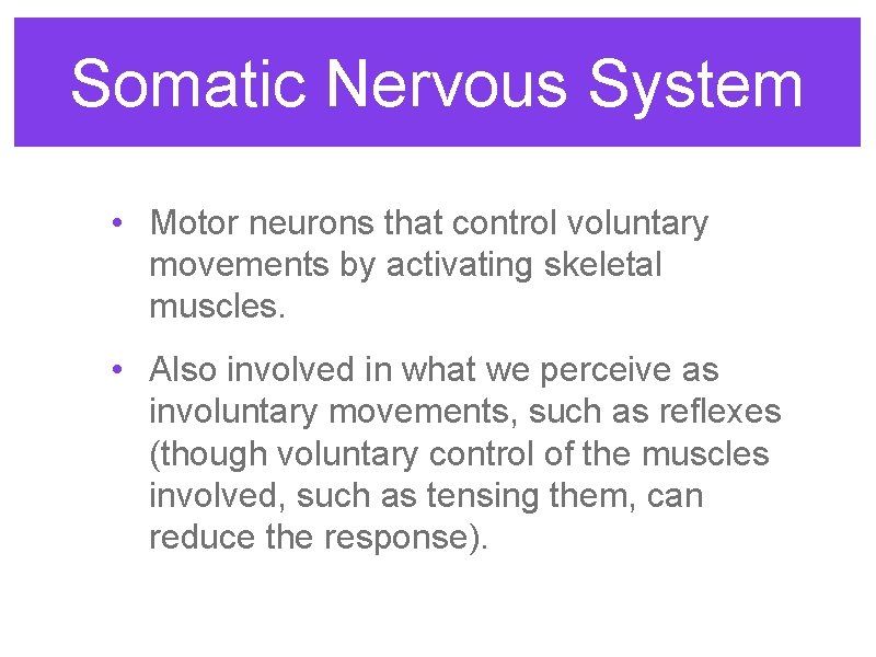 Somatic Nervous System • Motor neurons that control voluntary movements by activating skeletal muscles.