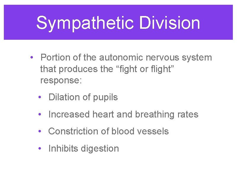 Sympathetic Division • Portion of the autonomic nervous system that produces the “fight or