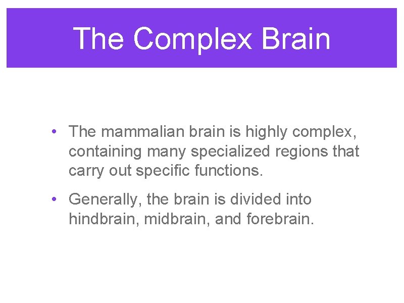 The Complex Brain • The mammalian brain is highly complex, containing many specialized regions