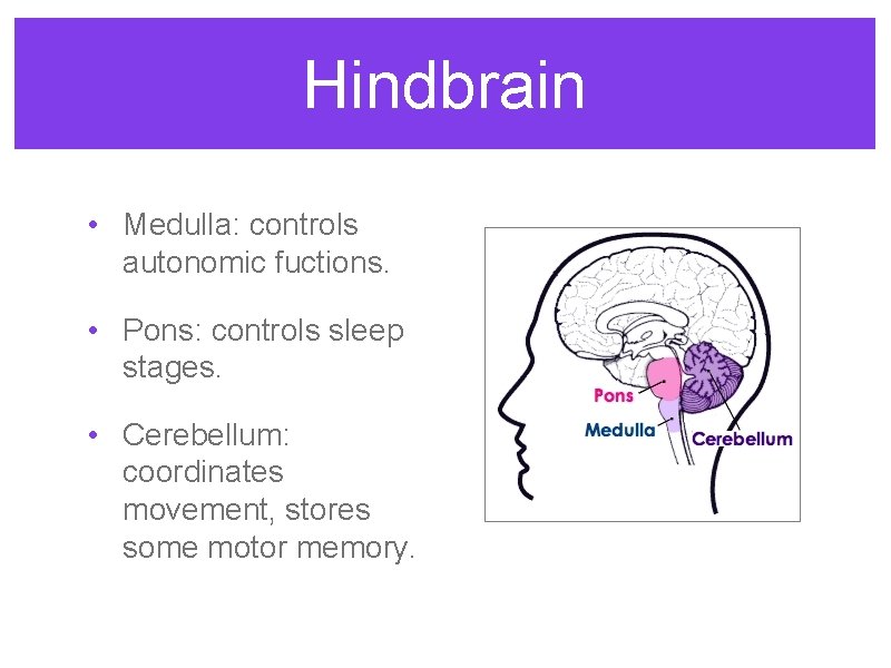 Hindbrain • Medulla: controls autonomic fuctions. • Pons: controls sleep stages. • Cerebellum: coordinates