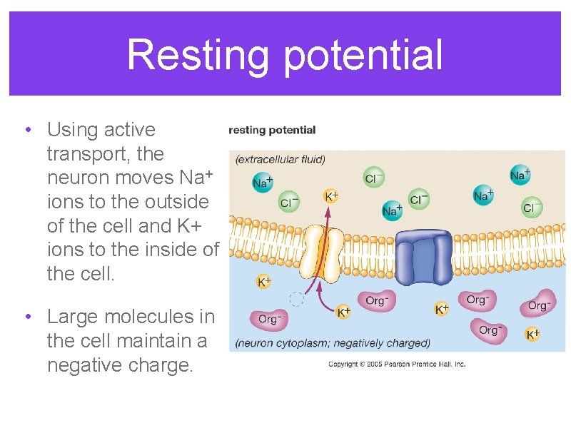 Resting potential • Using active transport, the neuron moves Na+ ions to the outside Resting potential • Using active transport, the neuron moves Na+ ions to the outside